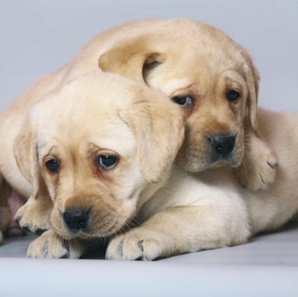 100 name ideas for yellow lab pups. 100 Fantastic Yellow Lab Puppy Names | LoveToKnow