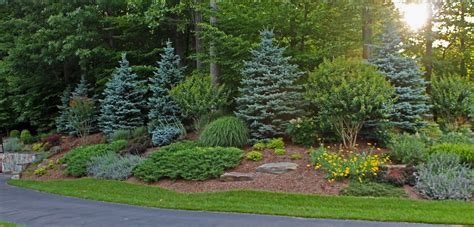 Front Yard Landscaping Ideas Evergreen Shrubs Landscaping