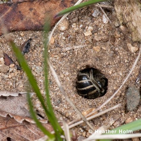 Restoring The Landscape With Native Plants Ground Nesting Bee Profile