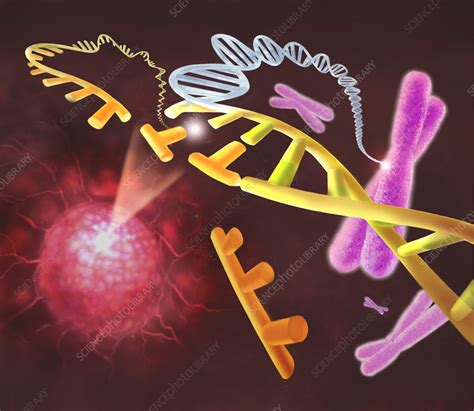 Oncogenes Stock Image M1310602 Science Photo Library