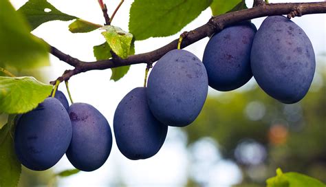 2018 The Colour Purple Do Plums Pack A Positive Punch For Better Health University Of
