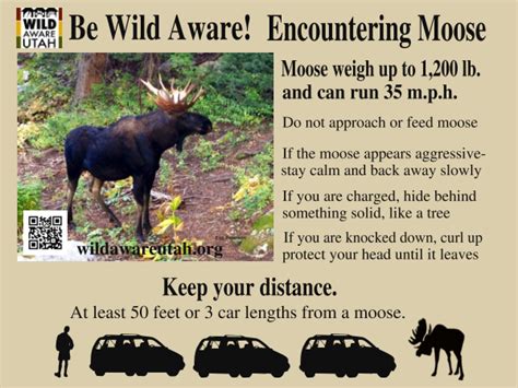 Moose Safety Lake Life Aggressive Alaska Moose Wild Trip School