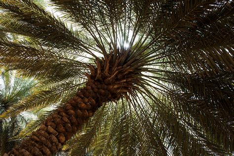 Learn About The Date Palm Tree Official Bateel Blog