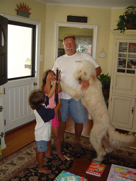 Goldendoodle babies are our specialty. Goldendoodle Hugs - Southern California goldendoodles