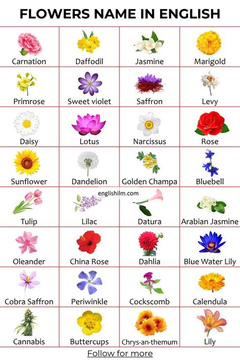 33 Flowers Name In English With Images Flowers Picture Vocabulary