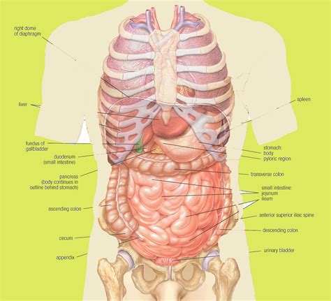 Stomach Ulcer Pain Ribs