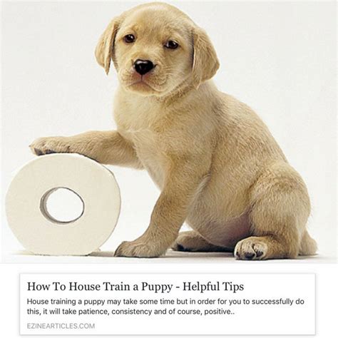 How old does a puppy have to be to get flea treatment? How to potty train your puppy. (With images) | Training ...