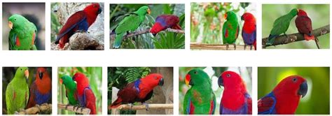 Eclectus Parrot Bird Species Characteristics And Care Pet Care Stores
