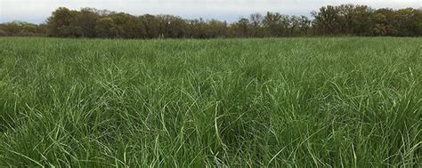 Summer Dormant Tall Fescue Developed Hay And Forage Magazine