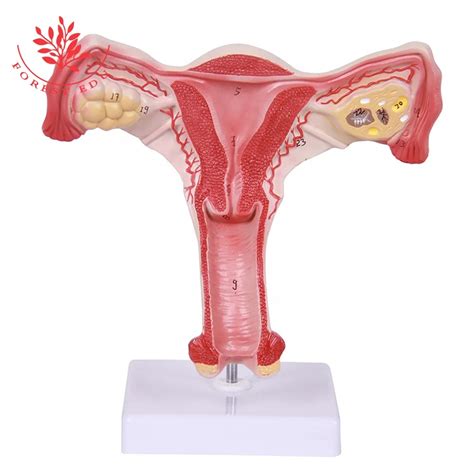 Medical Science Female Vagina Anatomical Model Anatomy Factory Price Quality Medical Education