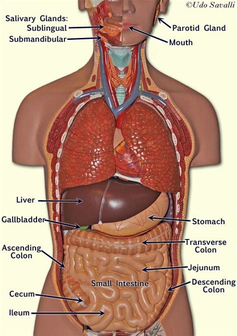 Gudskjelov Vanlige Fakta Om Organs In Torso Diagram Upper Torso