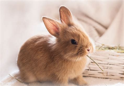 International Rabbit Day September 23 2023 National Today