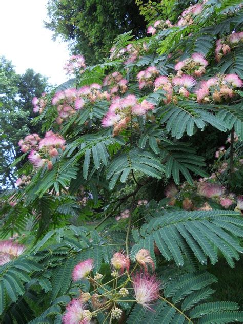 Mimosa Tree Another Favorite Mimosa Tree Scent Garden Flowering Trees