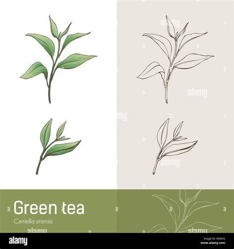 Tea Plant Drawing