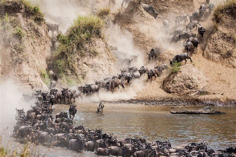 Visit Tanzania This Time Of The Year And Watch The Great Wildebeest
