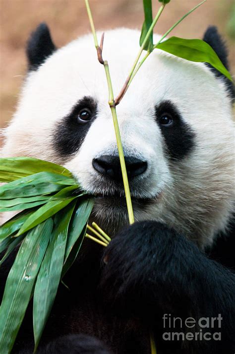 Panda Eating Bamboo Photograph By Konstantin Kalishko