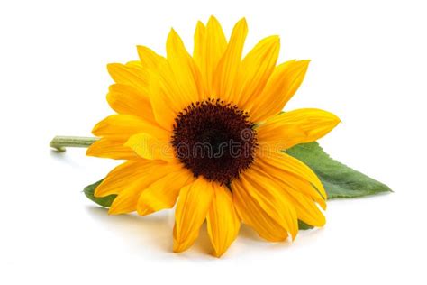 Sunflower With Leaves Stock Photo Image Of Copy Orange 110624468