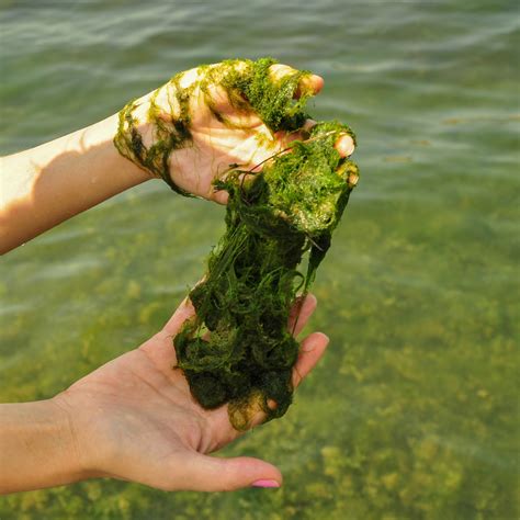 How To Treat Green Hair Algae In Fish Tank