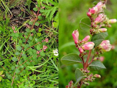 Symphoricarpos X Chenaultii S Microphyllus X Orbiculatus