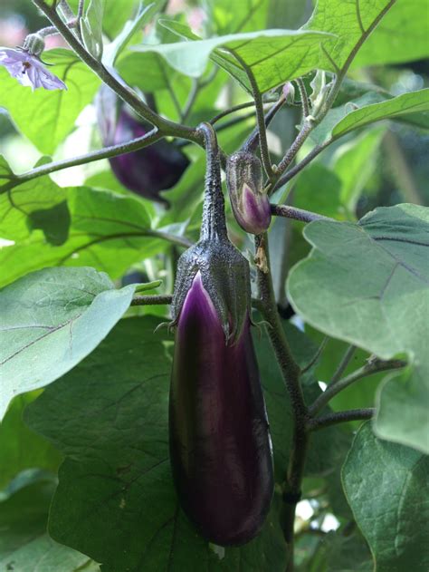 Eggplant The Perfect Pot Plant Suburban Tomato