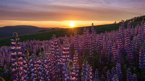 Lupine Lavender Flowers During Sun Rise California Hd Flowers