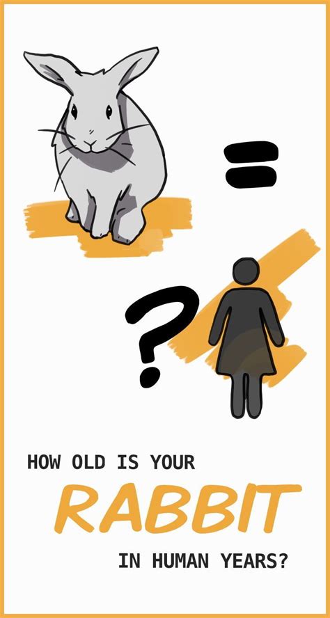 Discover the Age Conversion of Rabbits to Humans