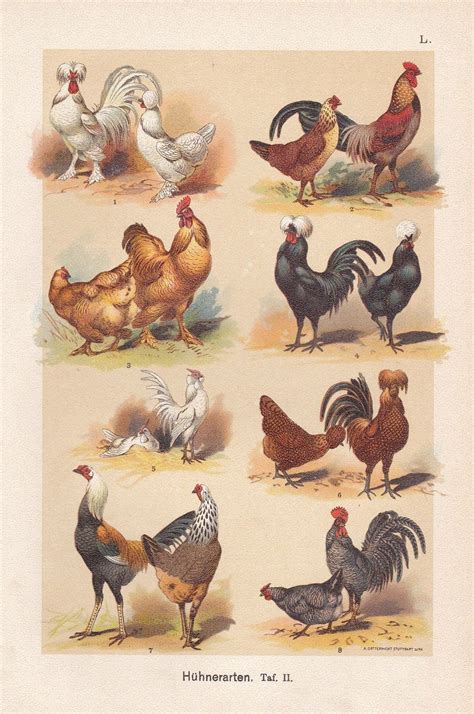 1901 Poultry Ornamental Fowl Chicken Breeds Cochin Crested Dutch