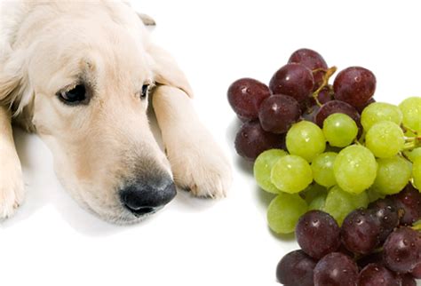 If your dog ate grapes you should immediately. Neko Random: Fact of the Day: Grapes Kill Dogs