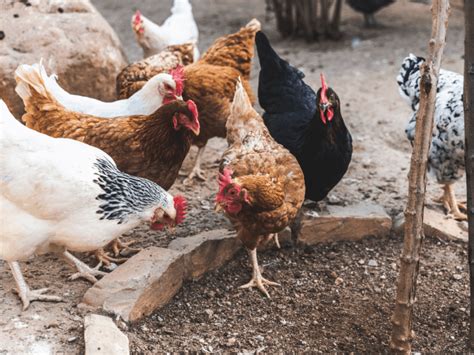 11 Heritage Chicken Breeds Every Homesteader Needs In Their Flock