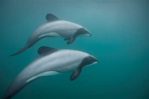 More About Māui And Hectors Dolphins Wwf New Zealand