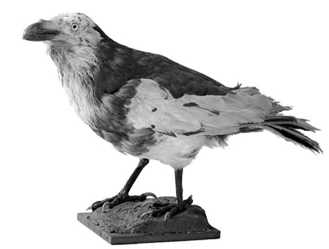 Pied Raven Wikipedia