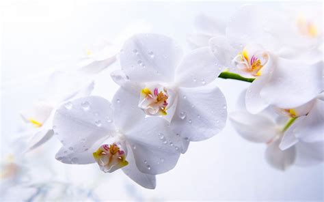 White Orchid Wallpapers Top Free White Orchid Backgrounds