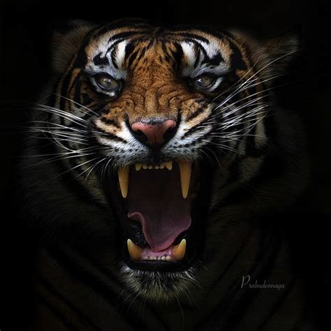 An Image Of A Tiger With Its Mouth Open