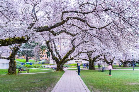 12 Places To See Cherry Blossoms In The United States Places To See
