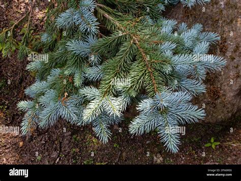 Picea Pungens Hi Res Stock Photography And Images Alamy