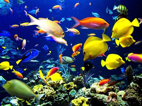 Colors To Use For Flower Arrangements Fish Wallpaper Underwater