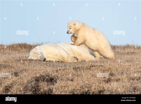 Playful Polar Bear Ursus Maritimus Mother And Cub In The Arctic