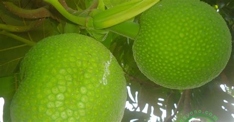 Obat kolesterol alami berikutnya adalah kunyit yang mengandung kurkumin. Daun Sukun Untuk Menurunkan Kolesterol