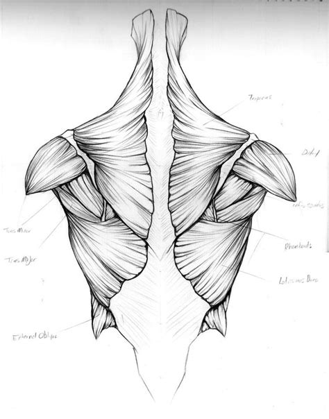 More Like Anatomy Sketch By Yosh9 Anatomia Do Corpo Humano Corpo