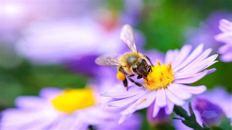 Blooms That Bring The Bees How To Build A Pollinator Garden