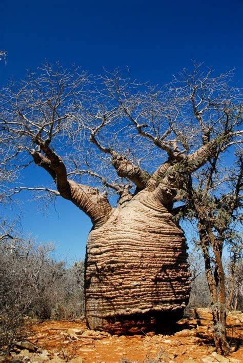 Plantfiles Pictures Adansonia Species Baobab Monkey Bread Tree