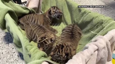 3 Sumatran Tiger Cubs Have Been Born At A Zoo In Nashville Wbbj Tv