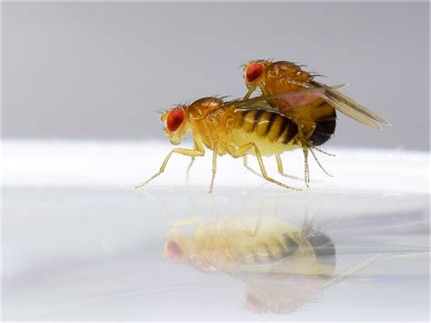 Reproduction How Male Flies Enforce Their Interests