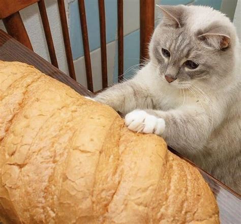 Sad Cat Cant Eat Bread Rsadcats