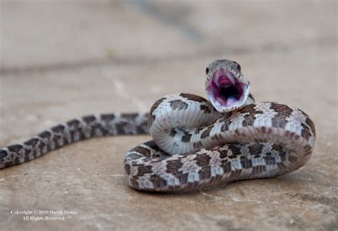 Learn about snake biology, classification, and facts with this article. Baby / Juvenile Texas Rat Snake showing his teeth | David ...