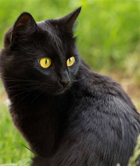Large Black Domestic Cat Breeds Pets Lovers