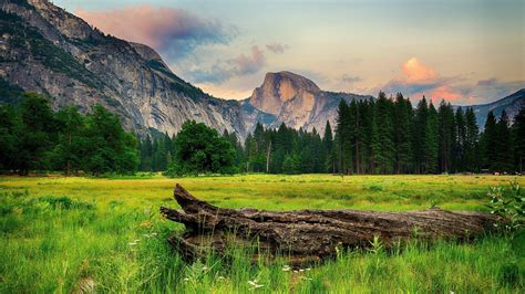 Tree Trunk On Grass And Landscape View Of Mountains And Trees Covered