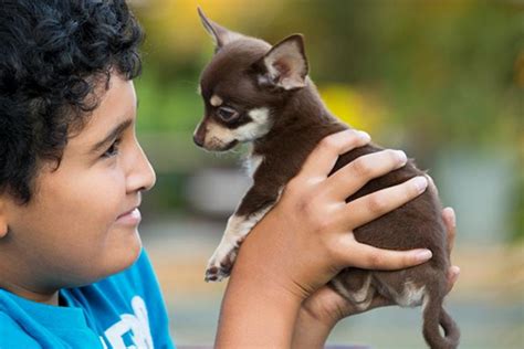Chihuahua Dog Breed Information Complete Guide