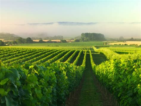 The Best Sussex Vineyard Tours 2024 Guide