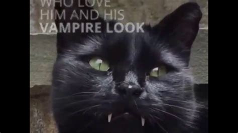 Monk The Vampire Kitty Youtube